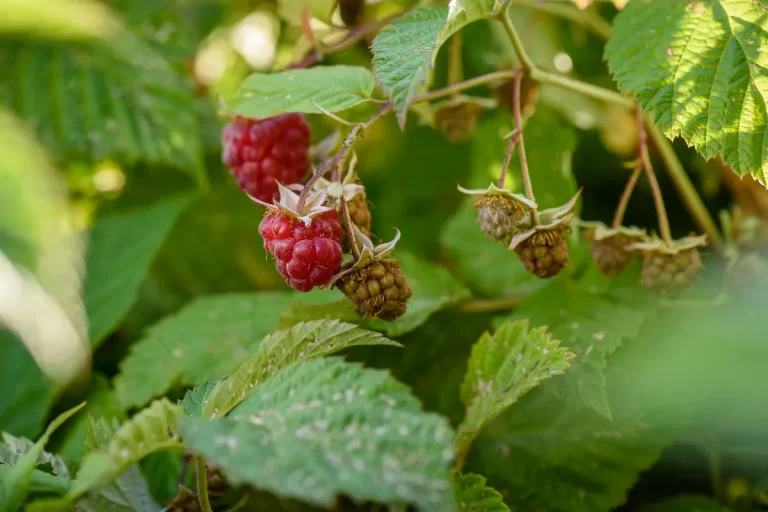 Que mettre au pied des framboisiers ? Voici les astuces pour enfin avoir une belle récolte !