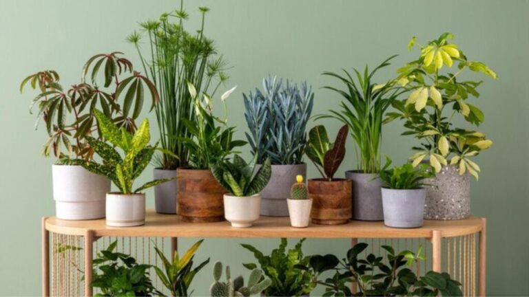 Top 10 des meilleures plantes à avoir dans son intérieur