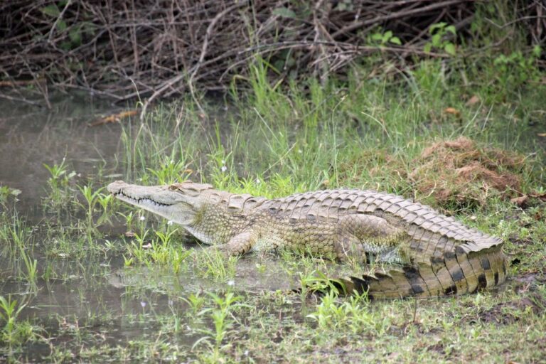 Image du jour : le crocodile du nil