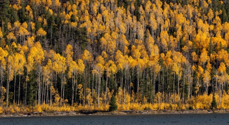 Pando, l’organisme vivant le plus grand et le plus lourd du monde qui aurait plus de 16 000 ans