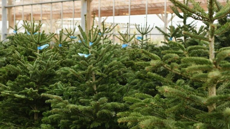 C’est toujours une fête »: la course au sapin de Noël a débuté, comment s’organisent les pépinières?