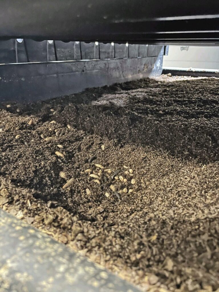 Les insectes comme nourriture pour les porcs – procédés et opportunités