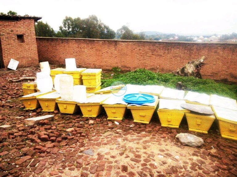 Buyengero : La filière apicole en léthargie